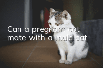 Can a pregnant cat mate with a male cat?