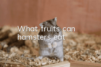 What fruits can hamsters eat?