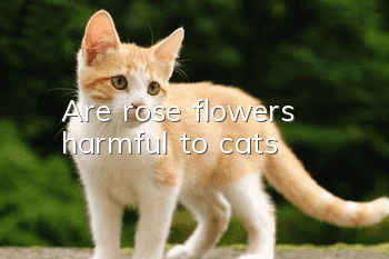 Are rose flowers harmful to cats?