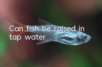 Can fish be raised in tap water?