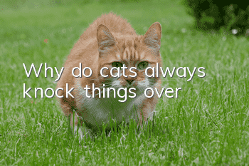 Why do cats always knock things over?