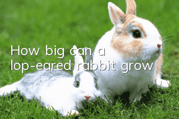 How big can a lop-eared rabbit grow?