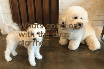 What's going on with the dog's diarrhea?