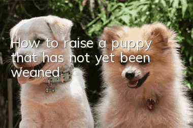 How to raise a puppy that has not yet been weaned?