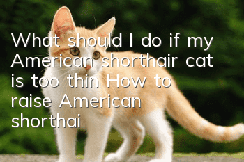 What should I do if my American shorthair cat is too thin? (How to raise American shorthair cats?)