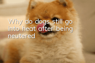 Why do dogs still go into heat after being neutered?