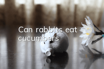 Can rabbits eat cucumbers?