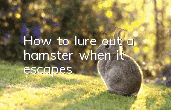 How to lure out a hamster when it escapes?