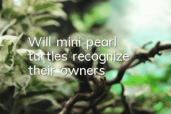 Will mini pearl turtles recognize their owners?