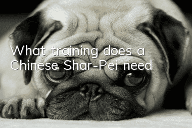 What training does a Chinese Shar-Pei need?