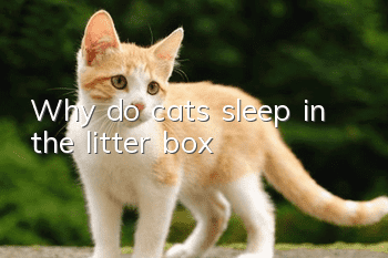 Why do cats sleep in the litter box?