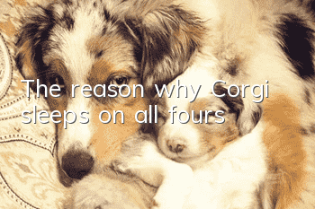 The reason why Corgi sleeps on all fours