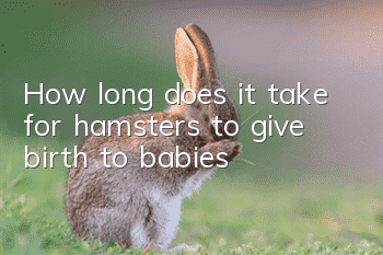 How long does it take for hamsters to give birth to babies?