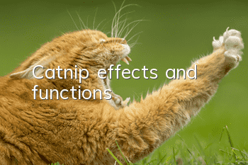 Catnip effects and functions