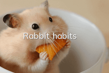 Rabbit habits