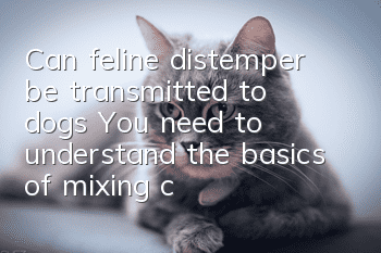 Can feline distemper be transmitted to dogs? You need to understand the basics of mixing cats and dogs!