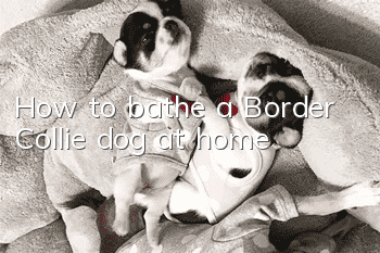 How to bathe a Border Collie dog at home