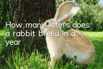 How many litters does a rabbit breed in a year?