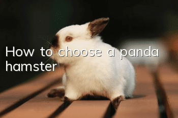 How to choose a panda hamster