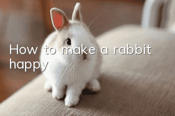 How to make a rabbit happy