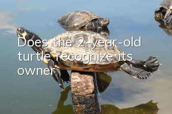 Does the 2-year-old turtle recognize its owner?