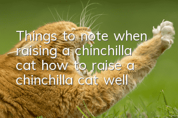 Things to note when raising a chinchilla cat (how to raise a chinchilla cat well)