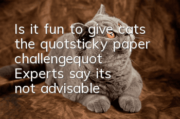 Is it fun to give cats the "sticky paper challenge"? Experts say it's not advisable!