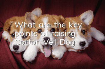 What are the key points of raising Cotton Veil Dog?