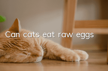 Can cats eat raw eggs?