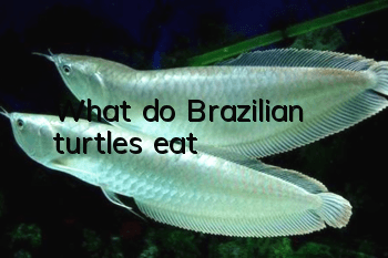 What do Brazilian turtles eat?