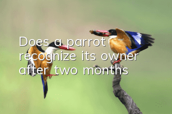 Does a parrot recognize its owner after two months?