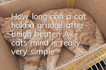 How long can a cat hold a grudge after being beaten? A cat’s mind is really very simple!