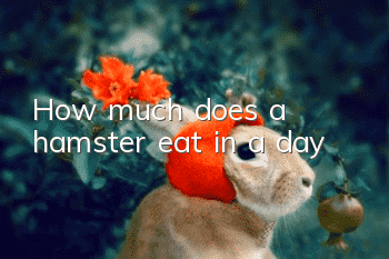 How much does a hamster eat in a day?