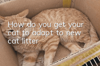 How do you get your cat to adapt to new cat litter?