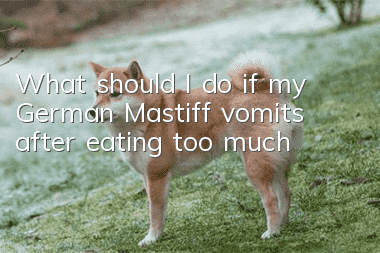 What should I do if my German Mastiff vomits after eating too much?