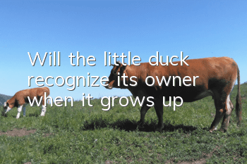 Will the little duck recognize its owner when it grows up?