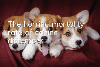 The horrific mortality rate of canine distemper