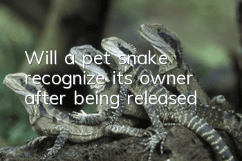 Will a pet snake recognize its owner after being released?