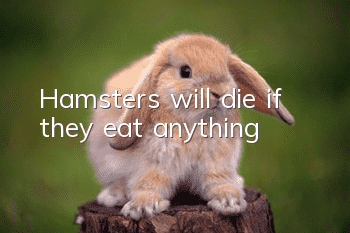 Hamsters will die if they eat anything