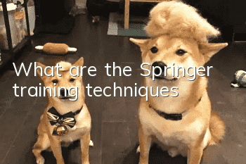 What are the Springer training techniques?