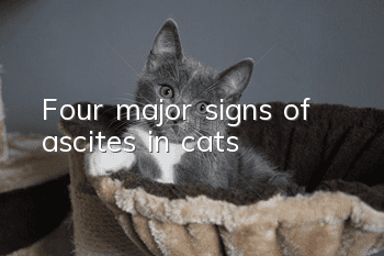 Four major signs of ascites in cats