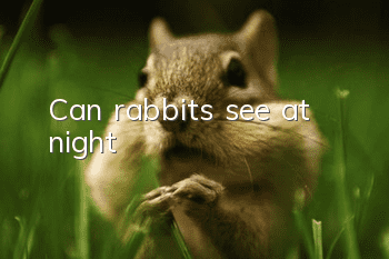 Can rabbits see at night?