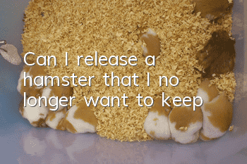 Can I release a hamster that I no longer want to keep?