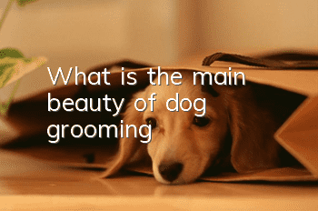 What is the main “beauty” of dog grooming?