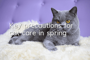 Key precautions for cat care in spring