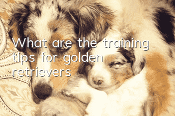 What are the training tips for golden retrievers?