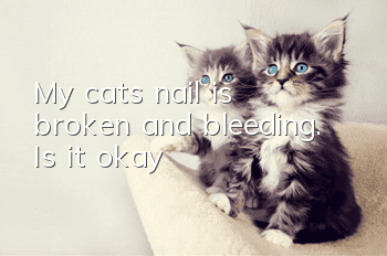 My cat’s nail is broken and bleeding. Is it okay?