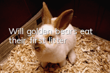 Will golden bears eat their first litter?