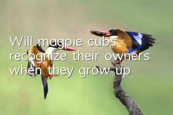 Will magpie cubs recognize their owners when they grow up?