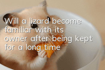 Will a lizard become familiar with its owner after being kept for a long time?